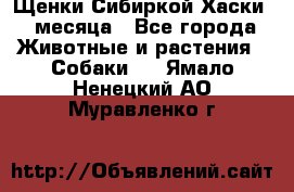 Щенки Сибиркой Хаски 2 месяца - Все города Животные и растения » Собаки   . Ямало-Ненецкий АО,Муравленко г.